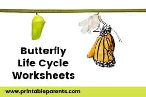 Butterfly Life Cycle Worksheets